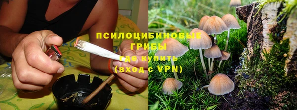 шишки Новокубанск